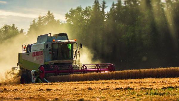 Une moissonneuse récolte dans un champ de céréales.