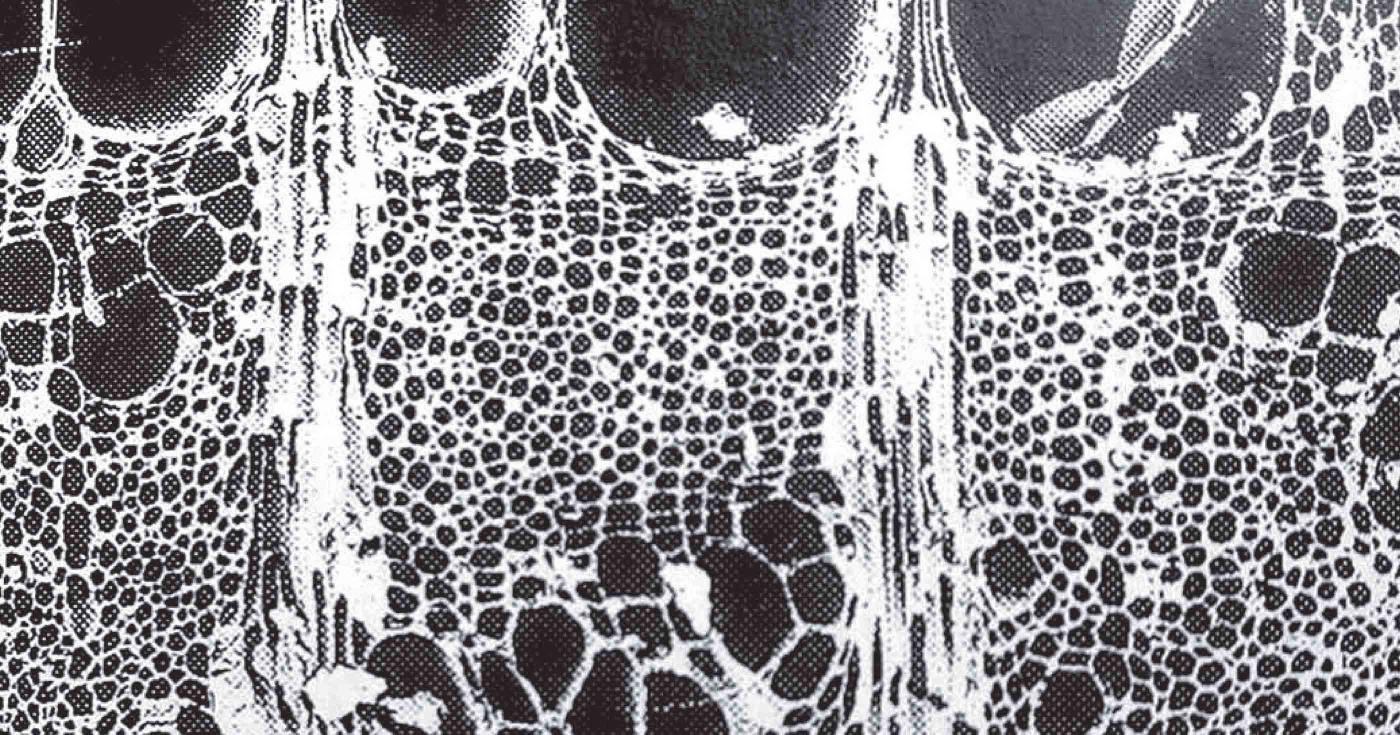 Vue microscopique d'un charbon : on aperçoit les fibres du bois.