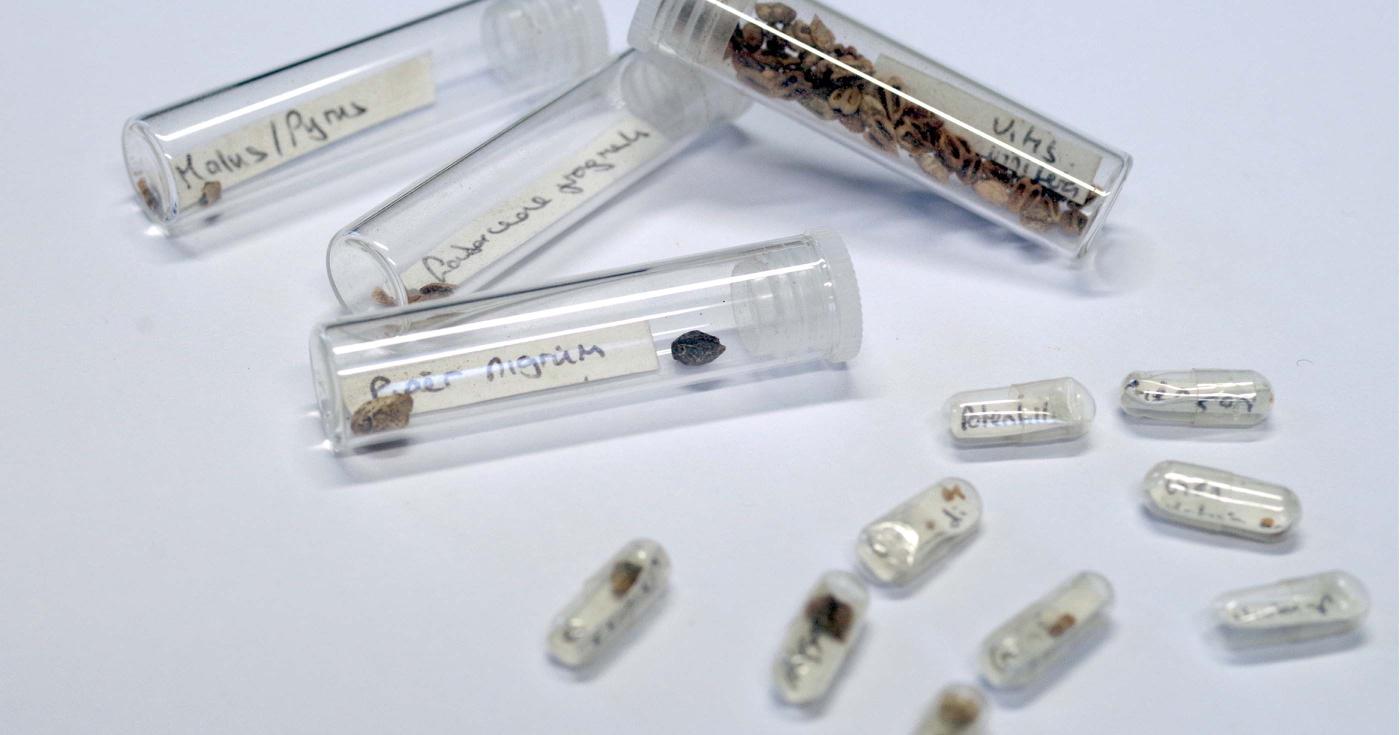 Des petits tubes contenant plusieurs types de graines sont regroupés.