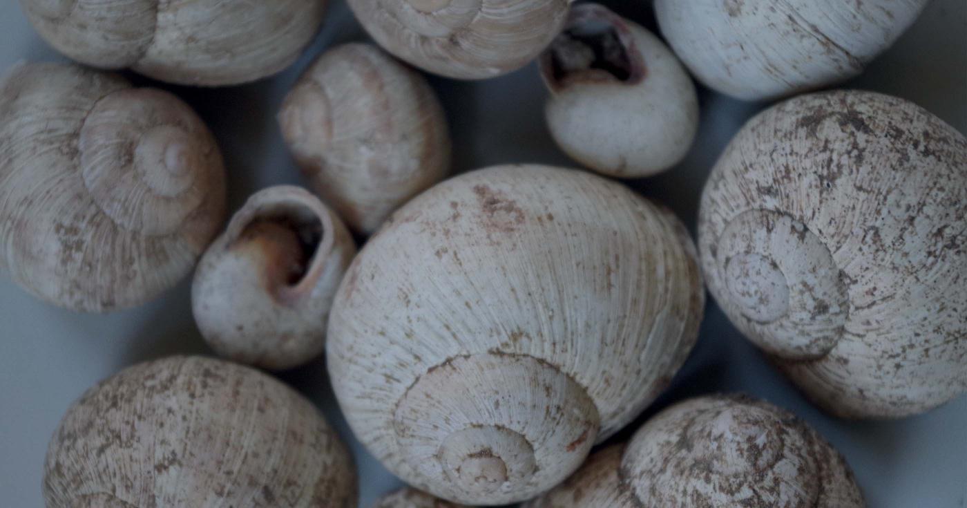 Des coquilles d'escargot sont regroupées sur la photographie.