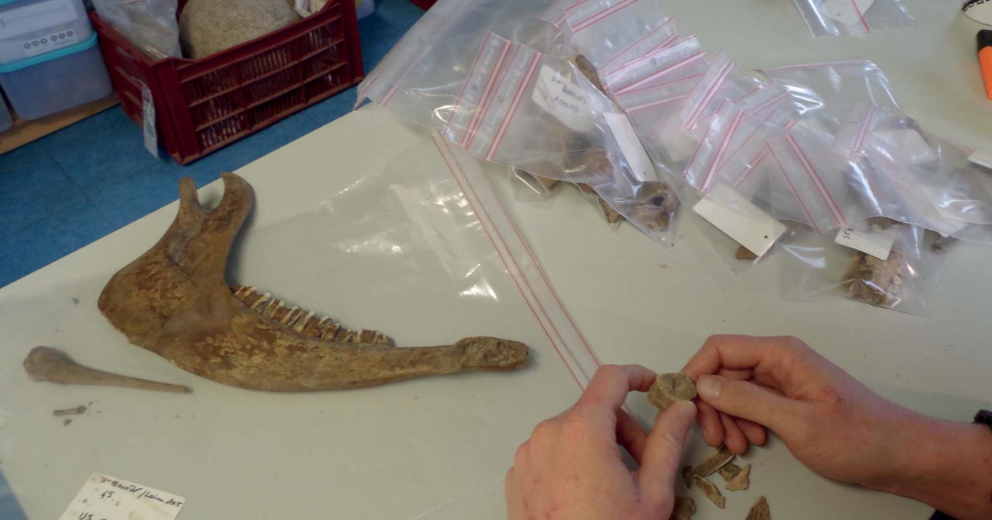 Sur une table on apçoit des ossements animaux manipulés par un spécialiste, dont une mâchoire inférieure quasiment complète.