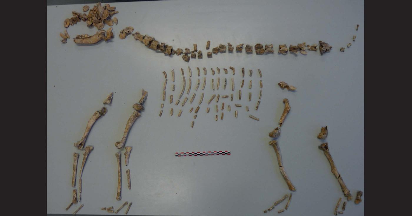 Sur une table d'étude se trouvent les ossements d'un chien positionnés de manière à reconstituer un squelette quasiment complet.