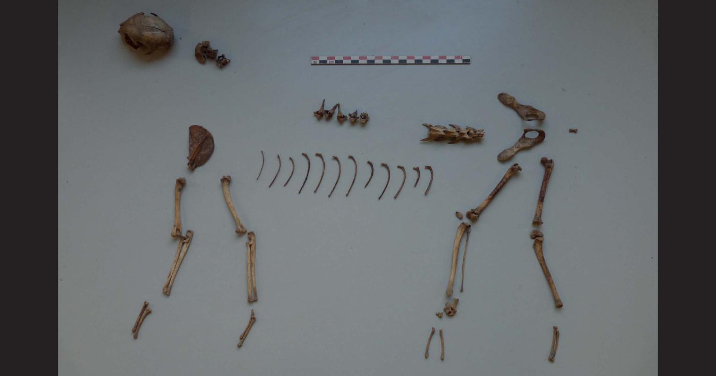 Sur une table d'étude se trouvent les ossements d'un chat positionnés de manière à reconstituer un squelette quasiment complet.