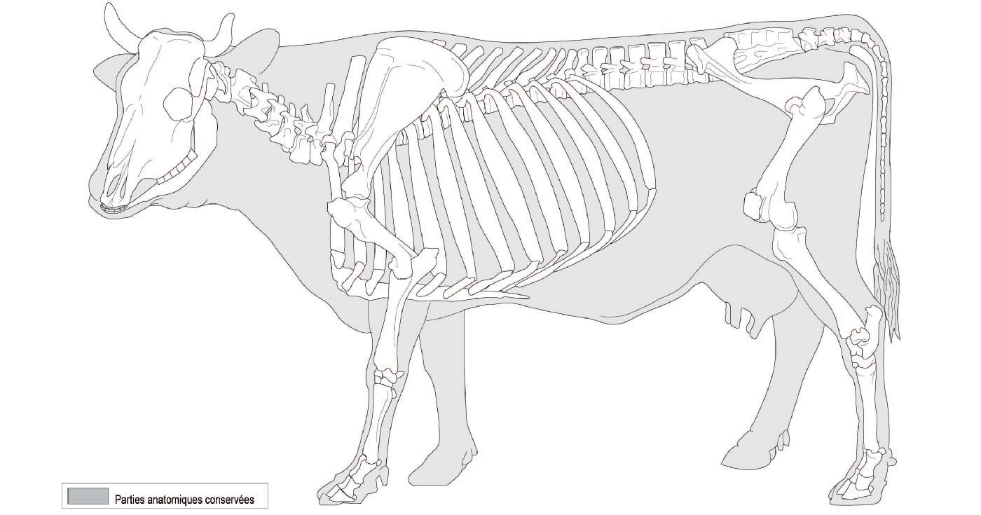 Dessin de squelette de bœuf.