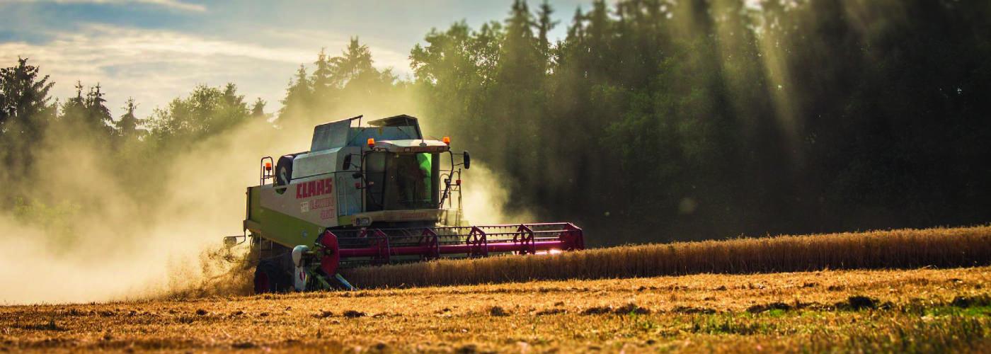 Une moissonneuse récolte dans un champ de céréales.
