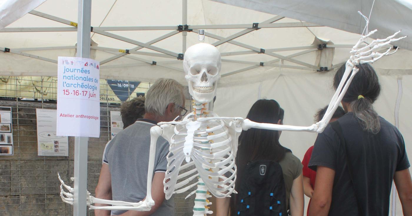 Un quelette factice d'étude anthropologique accueille les visiteurs sur le stand dédié.